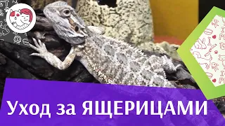 Ошибки при уходе за ящерицами на ilikepet