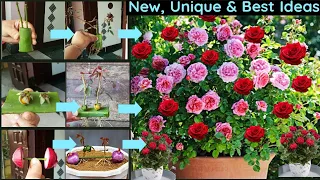 3 New Ideas:How to grow roses from cuttings|Rose cuttings grow|Rose Plant|Garden| Flower propagation