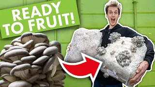 Why Buy In Ready To Fruit Substrate? I Mushroom Farming I GroCycle