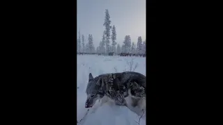 Охота на волка в Якутии. Защита оленей от волков в Момском районе РС(Я).