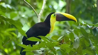 Yellow-throated Toucan HD