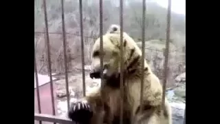 Приколы с Животными! Медведи тоже умеют стесняться!!! Прикол!!!