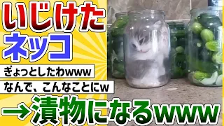 【2ch動物スレ】ネッコ、いじけて漬物になるｗｗｗｗ