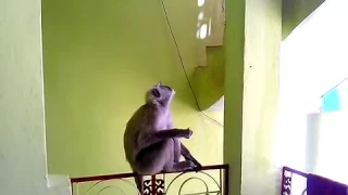 Feeding langur monkey in Rishikesh. Кормим лангура в Ришикеше.