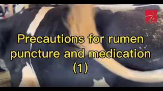Precautions for rumen puncture and medication (1)