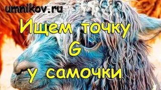 Ищем точку G у самочки