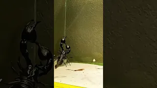 Emperor Scorpion pranks a praying mantis