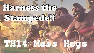 Harness the Hogs...TH14 Mass Hogs for War