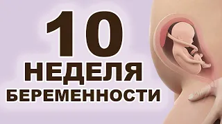 Что происходит с мамой и ребёнком на 10 неделе беременности? 3 месяц беременности. Первый триместр.