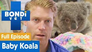 🐨 Baby Koala Needs To Eat Poop To Survive | FULL EPISODE | S8E6 | Bondi Vet
