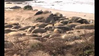 Present! - Elephant Seals at Ano Nuevo State Park