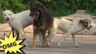 Pets Doggies | OMG Fantastic village Dogs Meeting 💖🐶  #1