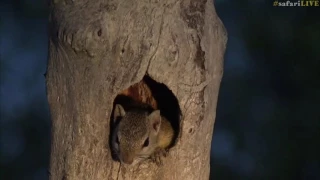 Squirrel plays peek-a-boo