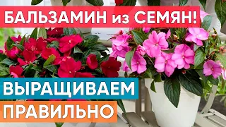 Выращиваем бальзамин из семян! Как правильно ухаживать за молодыми сеянцами