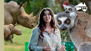 Breeding Programs - Africa Team | Australia Zoo Life