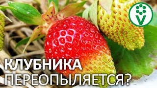 ГЛАВНАЯ ПРИЧИНА ВЫРОЖДЕНИЯ СОРТОВ! Переопыление или что-то еще?