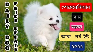 Daily Dog Price Update ! Pomeranian Price in Assam and North East