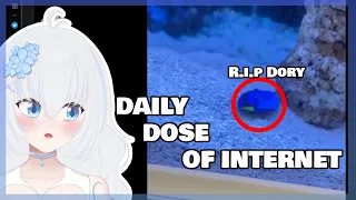 KITSU REACTS TO DAILY DOSE OF INTERNET | #2