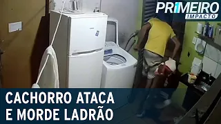 “Me leva pro hospital”: cachorro ataca ladrão, que pede ajuda | Primeiro Impacto (16/09/22)