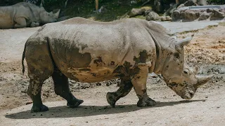 Rhinoceros calf Nyah gets a health check!