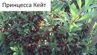 Вишня в Якутске на даче. Катя рассказывает про уход и демонстрирует урожай 2021 года.+7-903-936-4262
