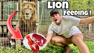 FEEDING LION PRIDE STEAK AND LOBSTER DINNER ! WILL THEY LIKE IT ?