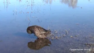 Весенняя зорька с подсадными