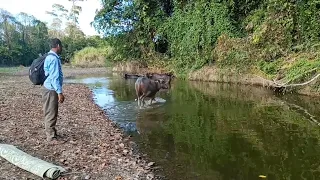 গরমে এরা জলের মধ্যে আনন্দ আছে🐃🐃