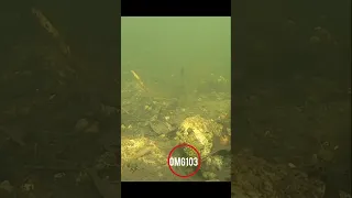 Watch how a crab is eaten by another fish. If you like the video, please subscribe