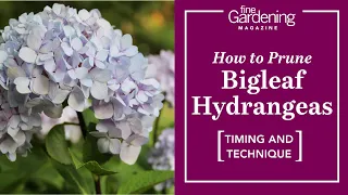 Pruning Bigleaf Hydrangeas - Get the Best, Biggest Hydrangeas | Fine Gardening Magazine