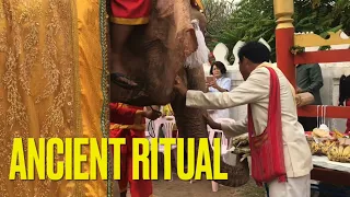 Blessing the GOLDEN ELEPHANT in Luang Prabang Streets! 🐘 |Lao New Year Celebrations 2021