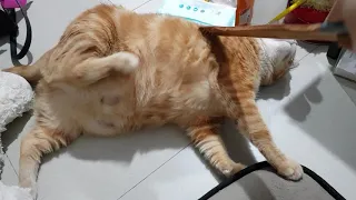 This is how a fat cat reacts when getting back scratch