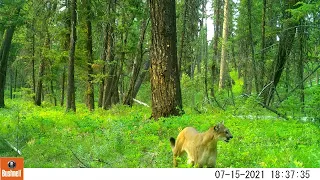 Mountain Lion calling for kittens