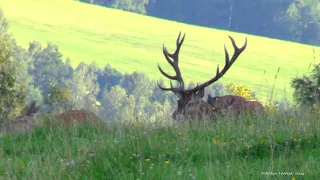 Jelení říje 2023 RED DEER RUT