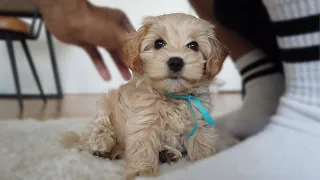 Cute 8-Week Old MALTIPOO Puppy!  🐾