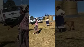 The Xhosa culture! uMjadu celebration finalé is out 🥳 #makoti #vlog  #traditional