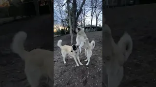 Kangal Dogs brothers play-fight ￼