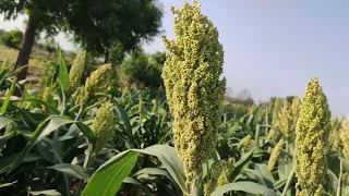 Hybrid Jowar variety -  VJH 540 || Jowari video 540