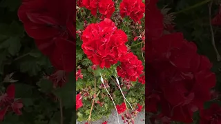 Tuning into ivy geranium with a PlantWave plant music device