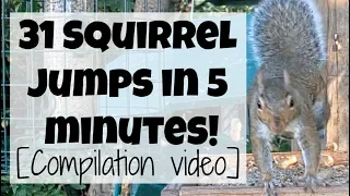 31 AMAZING SQUIRREL JUMPS [#18 breaks my bird feeder!]