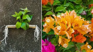 Super Ideas, How to grow bougainvillea glabra by branches with onions