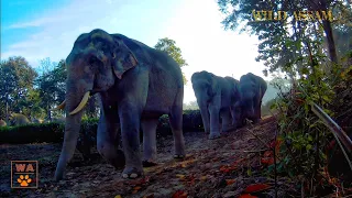 GOLAGHAT ELEPHANT HERD IN CAMERA TRAP