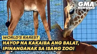 Hayop na kakaiba ang balat, ipinanganak sa isang zoo! | GMA News Feed