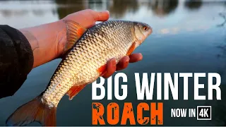 BIG WINTER ROACH FISHING IN 4K