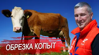 Как обрезать копыта корове? Рассказываем все о профилактике хромоты у крупного рогатого скота.