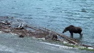 Glacier National Park: Moose vs. Grizzly Round 1