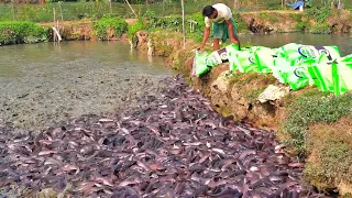 Grow Out Culture of African Catfish Farm in Asia | Million Of Catfish Eating Floating Food Pond 2