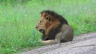 South-Africa Krugerpark January 2024