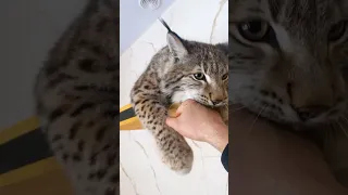 Рысёнок Локи ведёт себя неподобающе 🙀