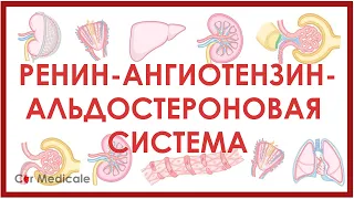 Ренин-ангиотензин-альдостероновая система: что такое, механизм действия, гормоны/компоненты